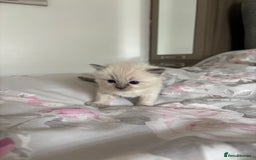 Ragdoll cats for sale: Purebred bluepoint ragdolls - Image 11