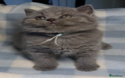 British Shorthair cats for sale: Beautiful, friendly GCCF registered Blue BSH  - Image 2