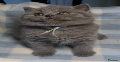 British Shorthair cats - Advert 16
