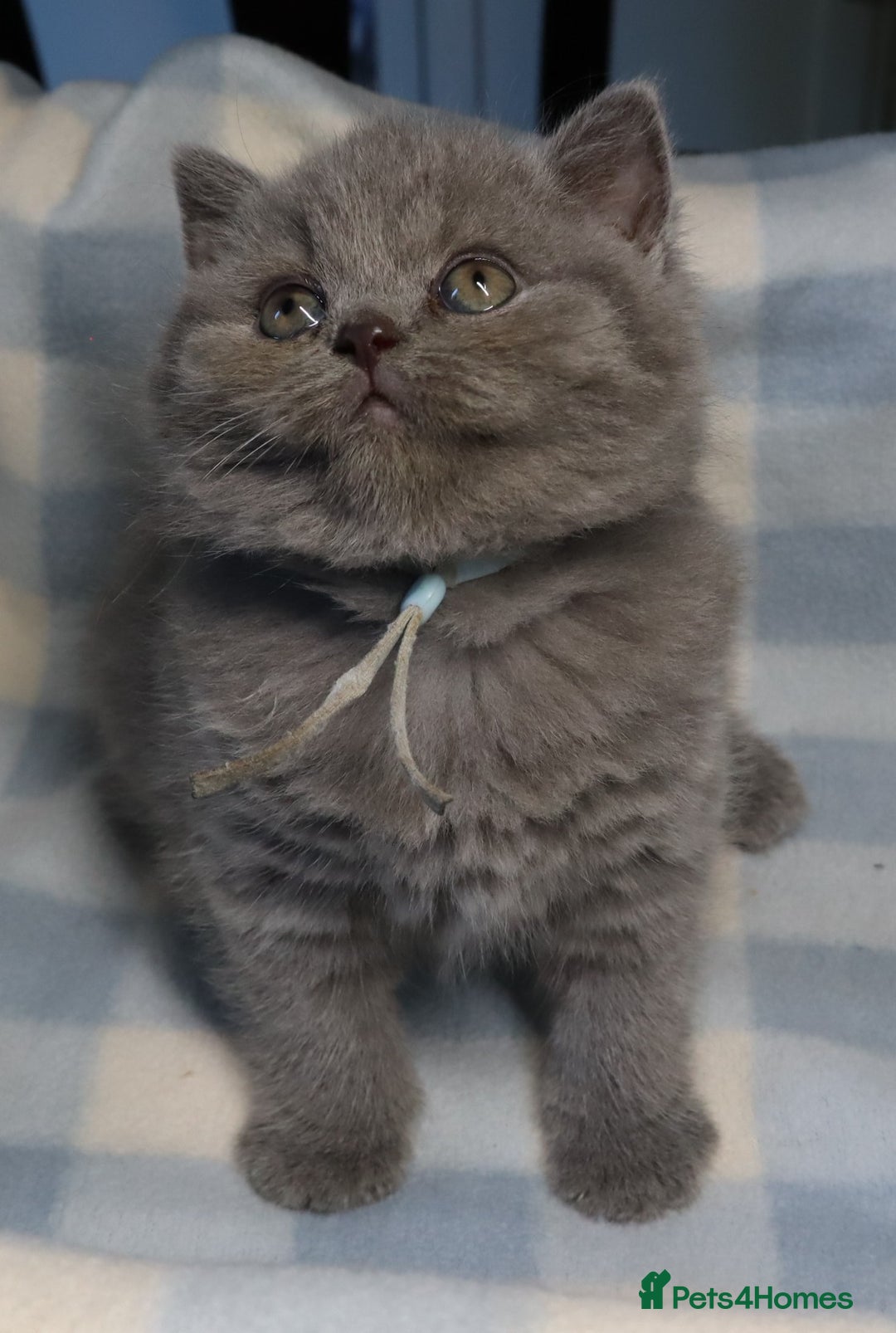 British Shorthair cats for sale: Beautiful, friendly GCCF registered Blue BSH  - Image 2