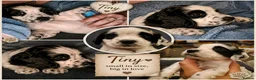 Cocker Spaniel dogs for sale: Cocker spaniel puppies due  - Advert 11