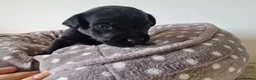 Patterdale Terrier dogs for sale: 1 left - Working Patty Pup - Advert 31