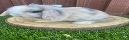 Mini Lop rabbits for sale: 🥰😍Stunning purebred mini lops ready to reserve  - Advert 20