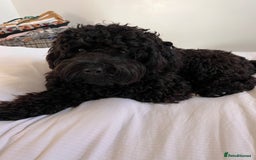 Cavapoochon dogs for stud: For Stud - Handsome Cavapoochon Boy Available - Image 8