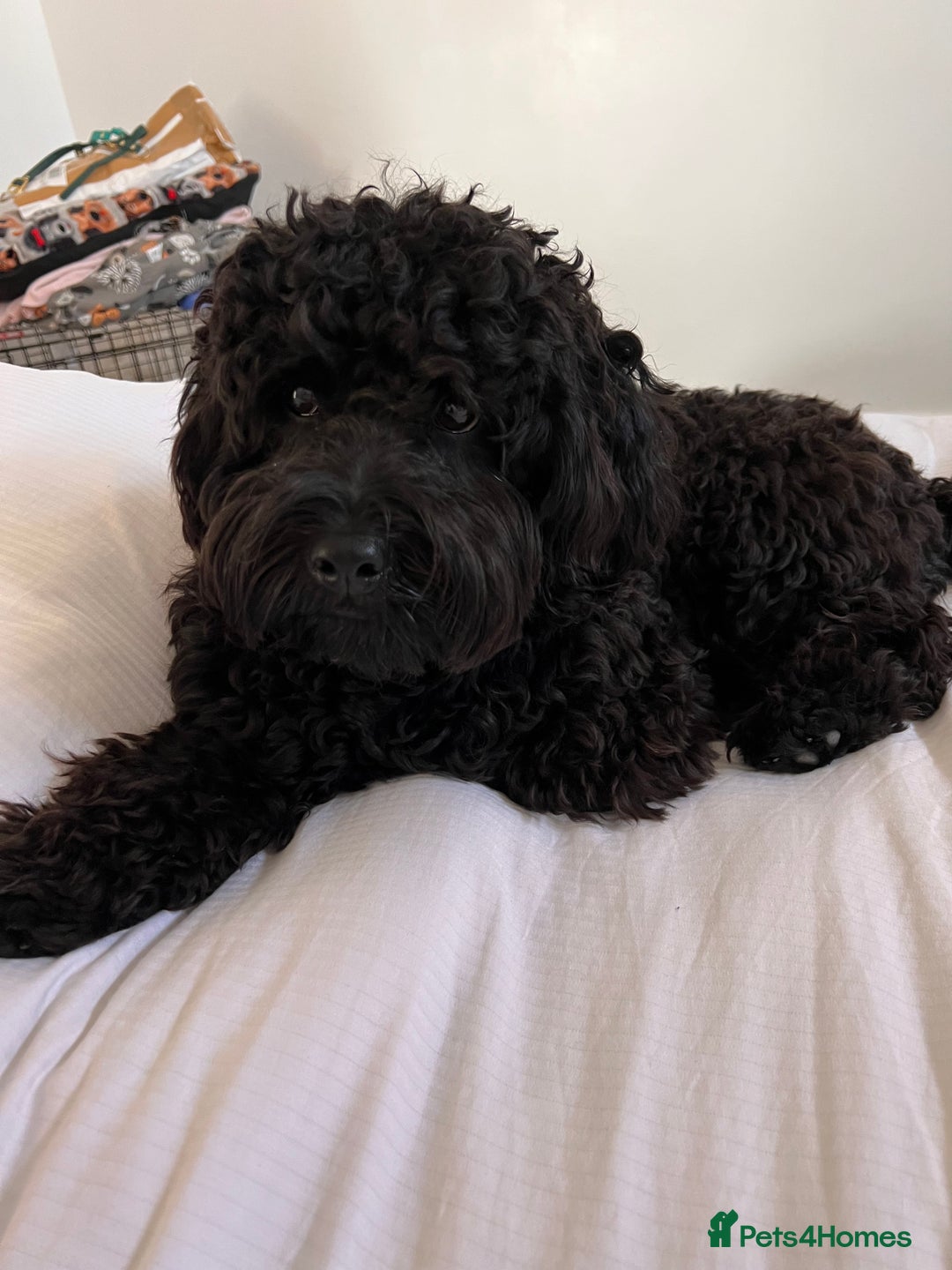 Cavapoochon dogs for stud: For Stud - Handsome Cavapoochon Boy Available - Image 8