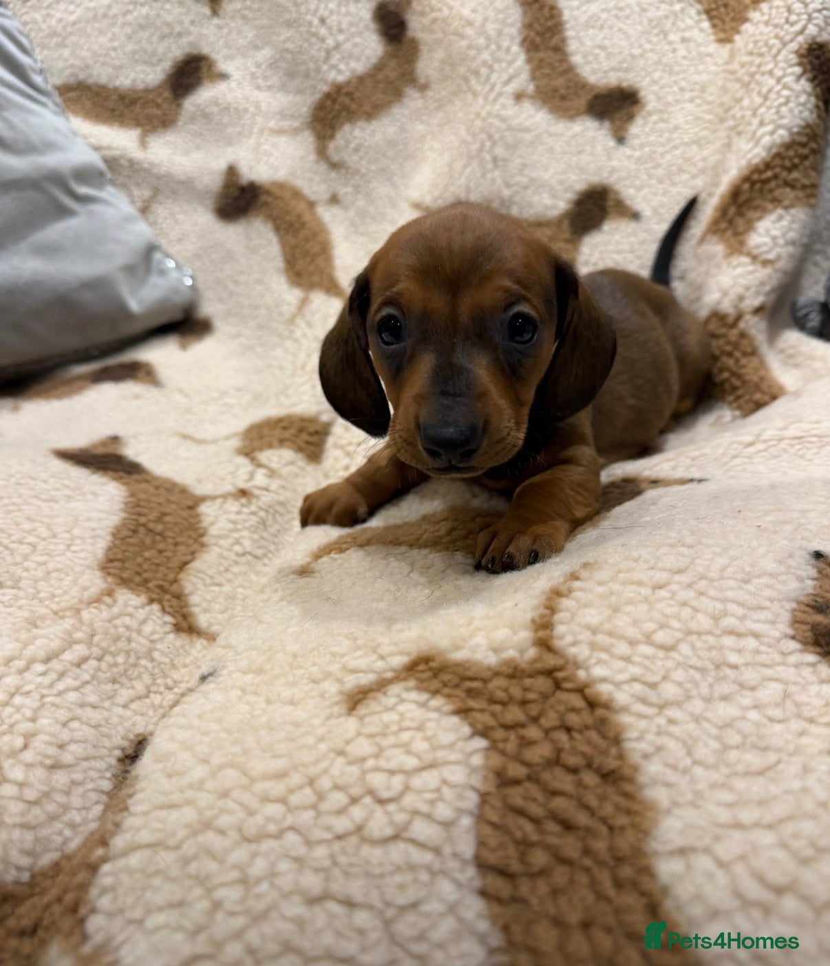 Dachshund dogs Outstanding champion bred standard smooth pups  - Advert 2