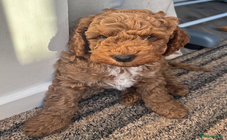 Cockapoo dogs - Advert 8
