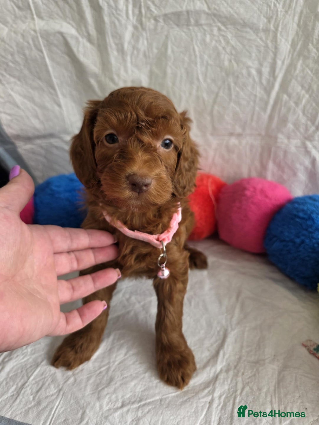 Goldendoodle dogs for sale: 👑Superb Rare Toy/Mini Deepest Red Goldendoodles👑 - Image 11