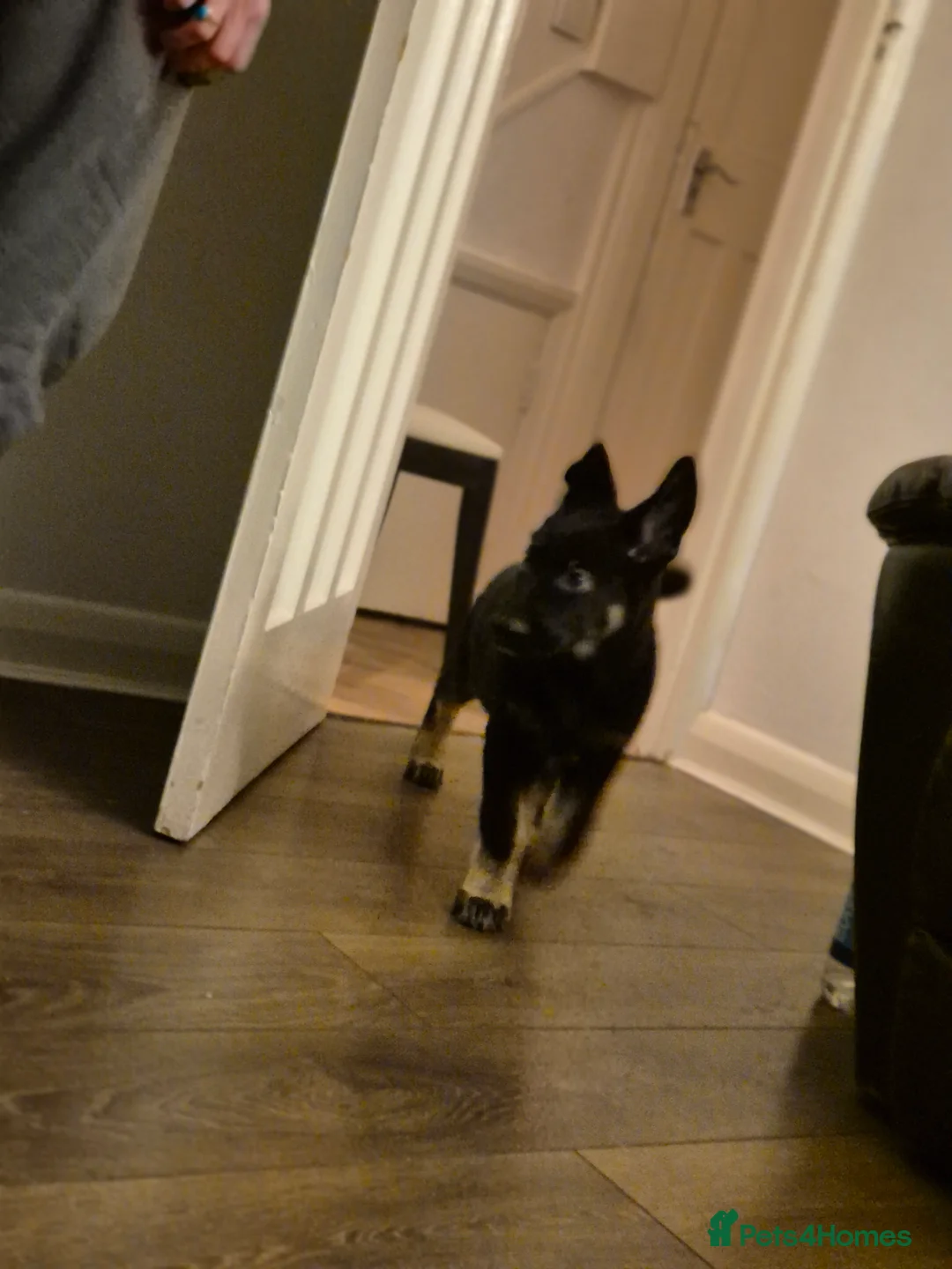 Mixed Breed dogs for sale: Jimmy in Teddington - Advert 5