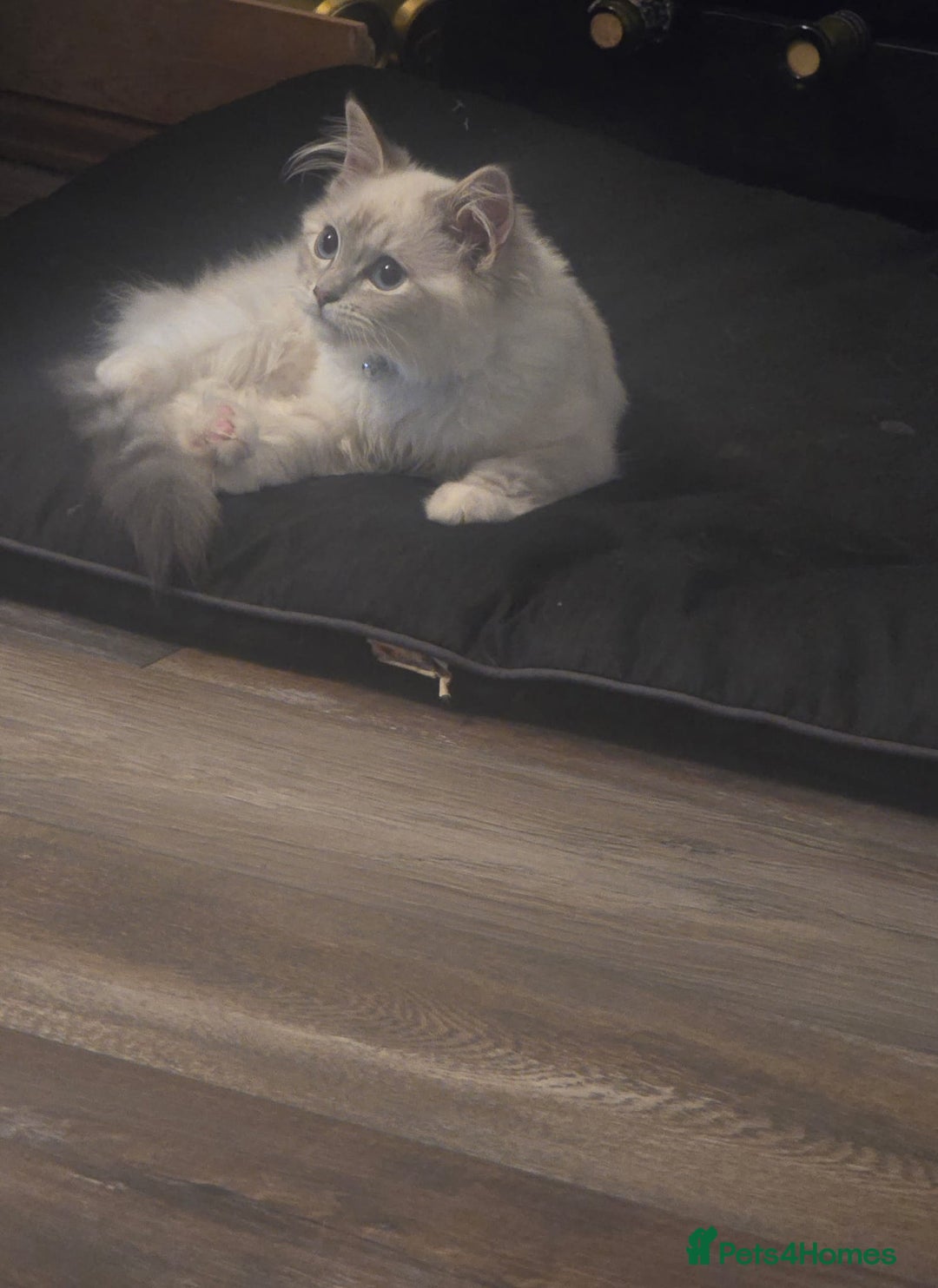 Ragdoll cats for sale: Ragdoll 6 months old - Image 8