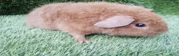 Guinea Pig rodents for sale: Rex guinea pigs  - Advert 10