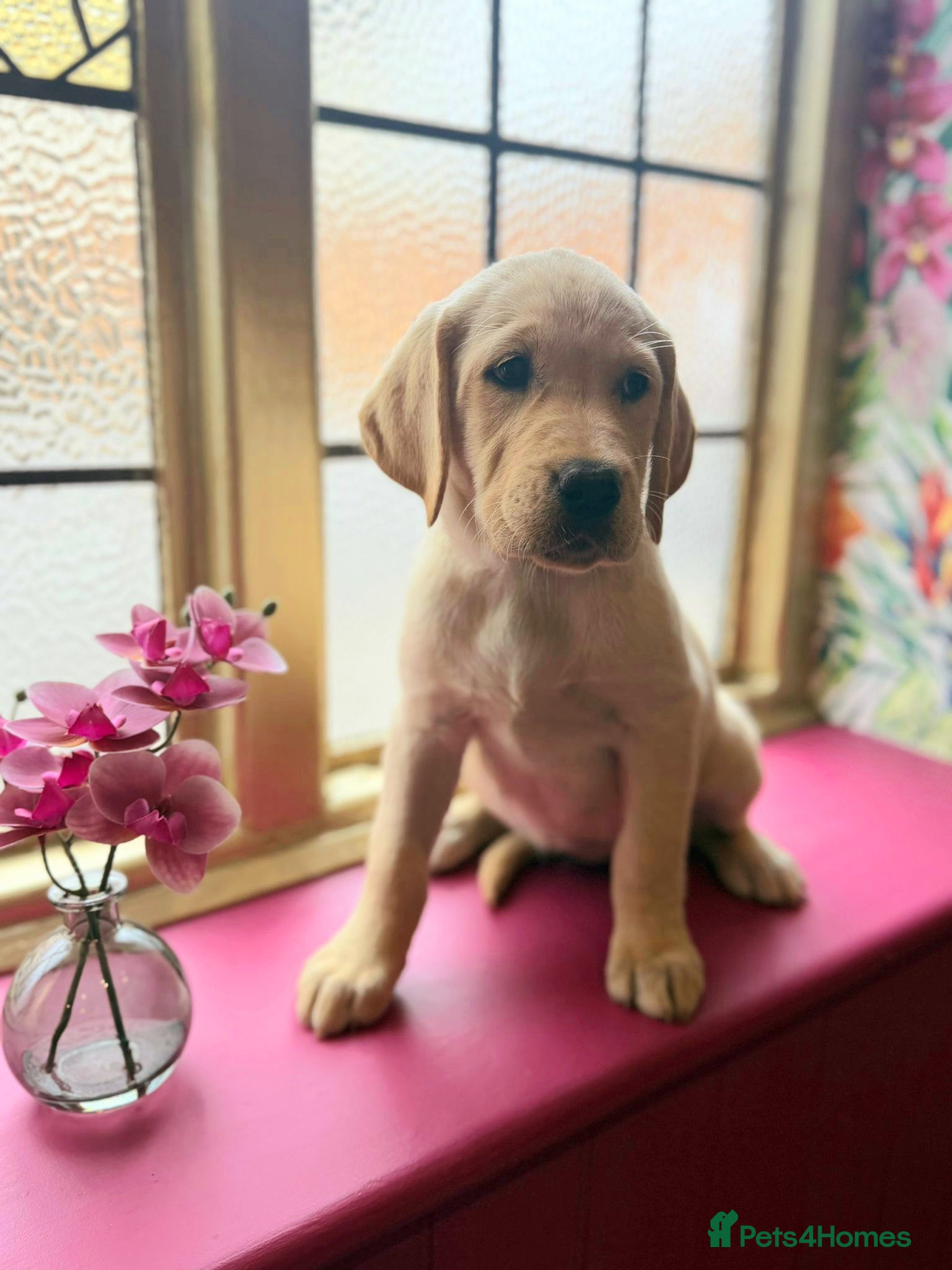 Labrador Retriever dogs for sale: Last golden girl looking for her forever home - Advert 13