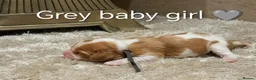 Cavalier King Charles Spaniel dogs for sale: DNA TESTED CAVALIER KING CHARLES  - Advert 10