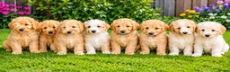 Goldendoodle dogs for sale: Beautiful golden doodle puppies for sale  - Advert 30