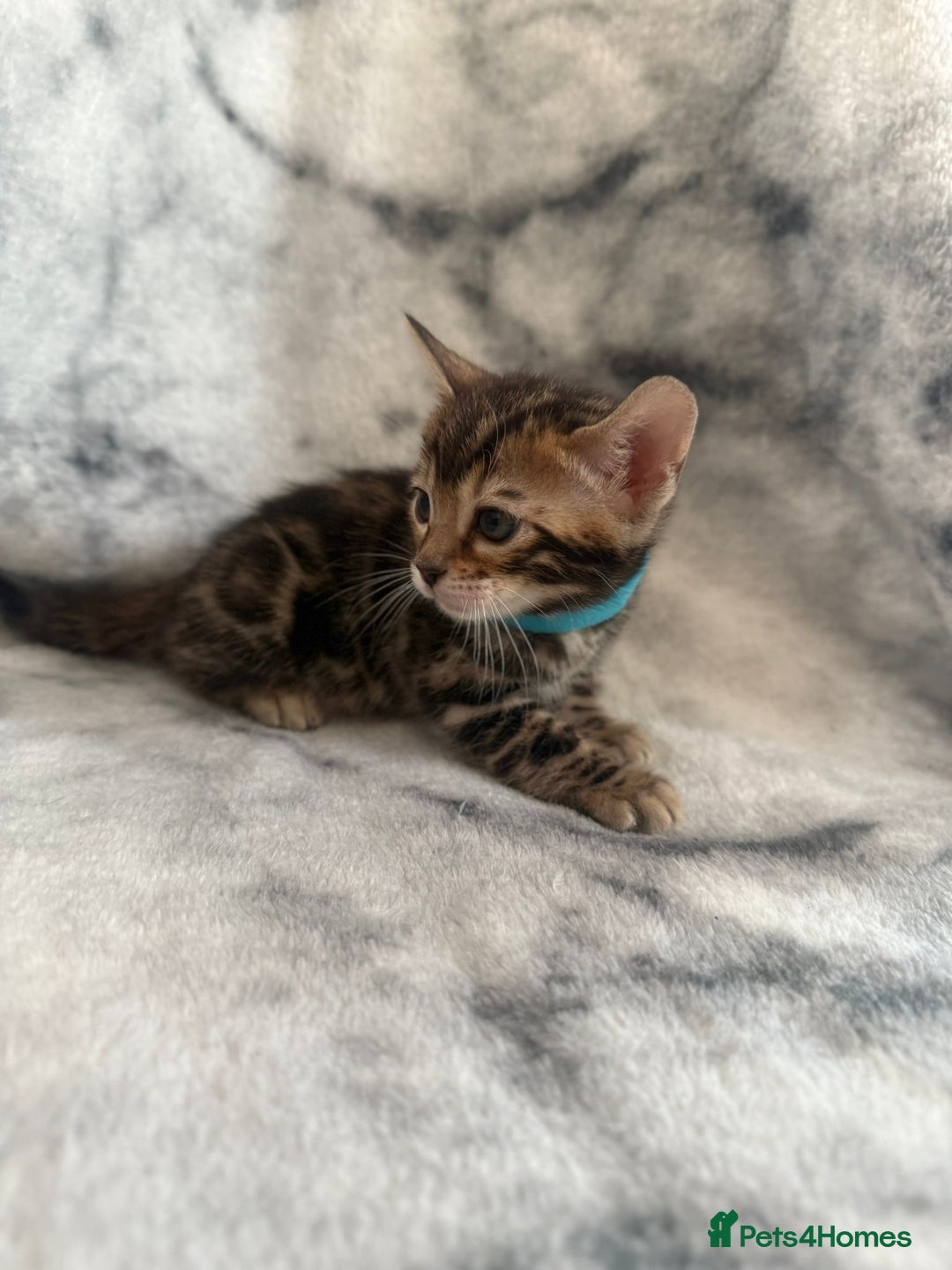 Bengal cats for sale: 🏡Gorgeous Bengal Kittens–Ready for Reservation 🐾 - Image 24