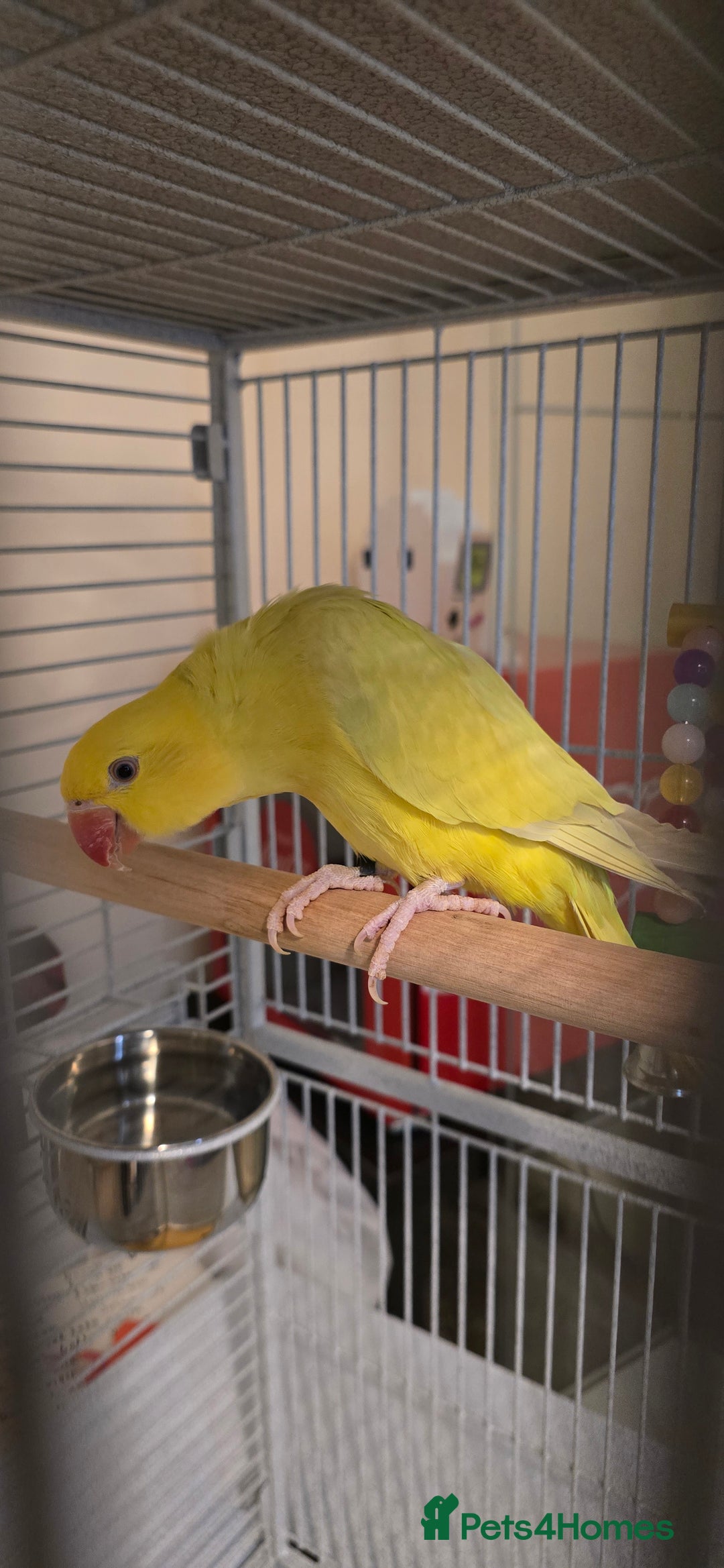 Ringnecks birds for sale: Yellow Indian Ringeck - Advert 2