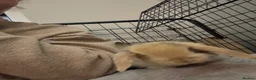 Mini Lop rabbits for sale: Mini lop babies - Advert 2