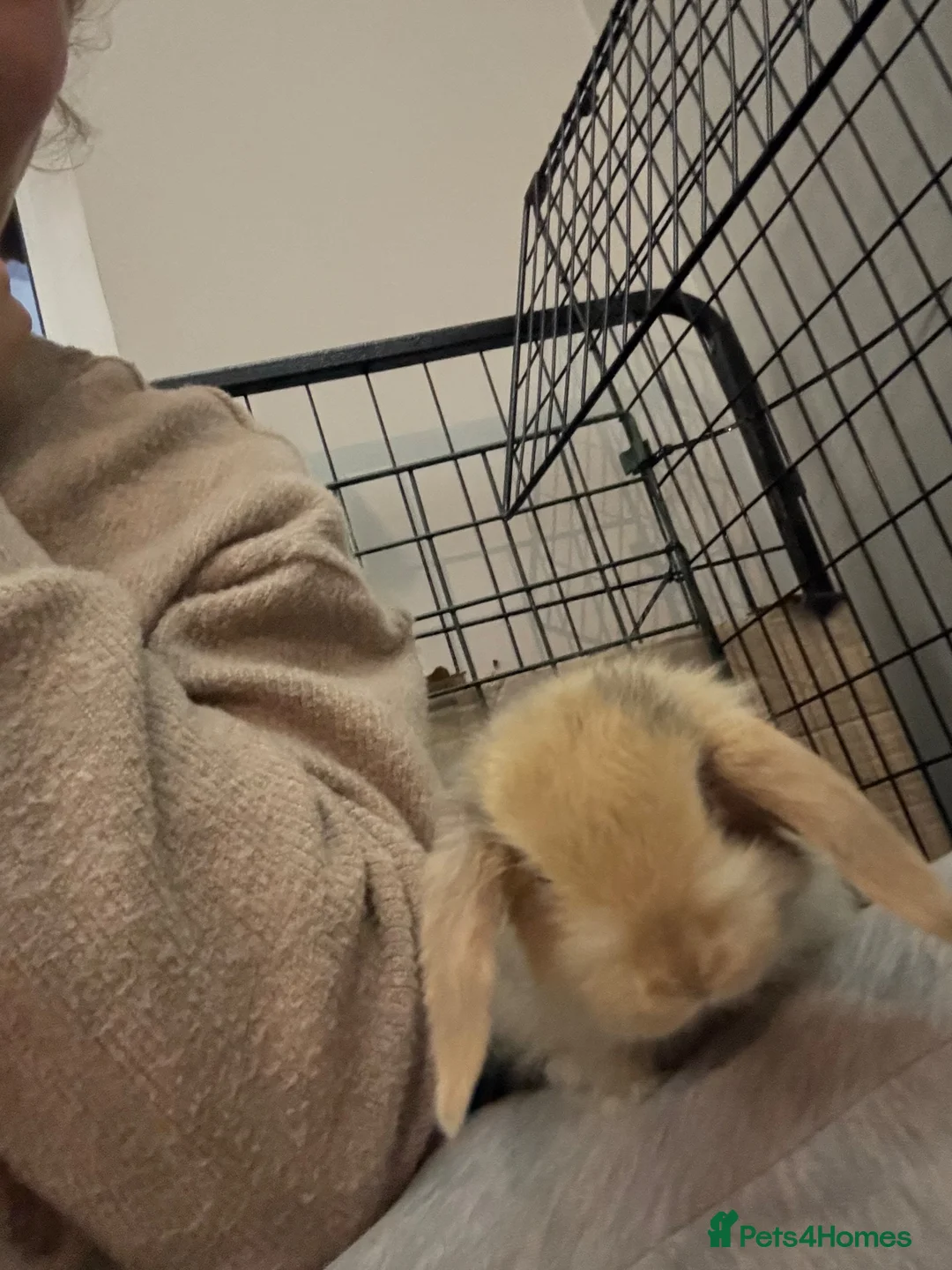 Mini Lop rabbits for sale: Mini lop babies - Advert 2