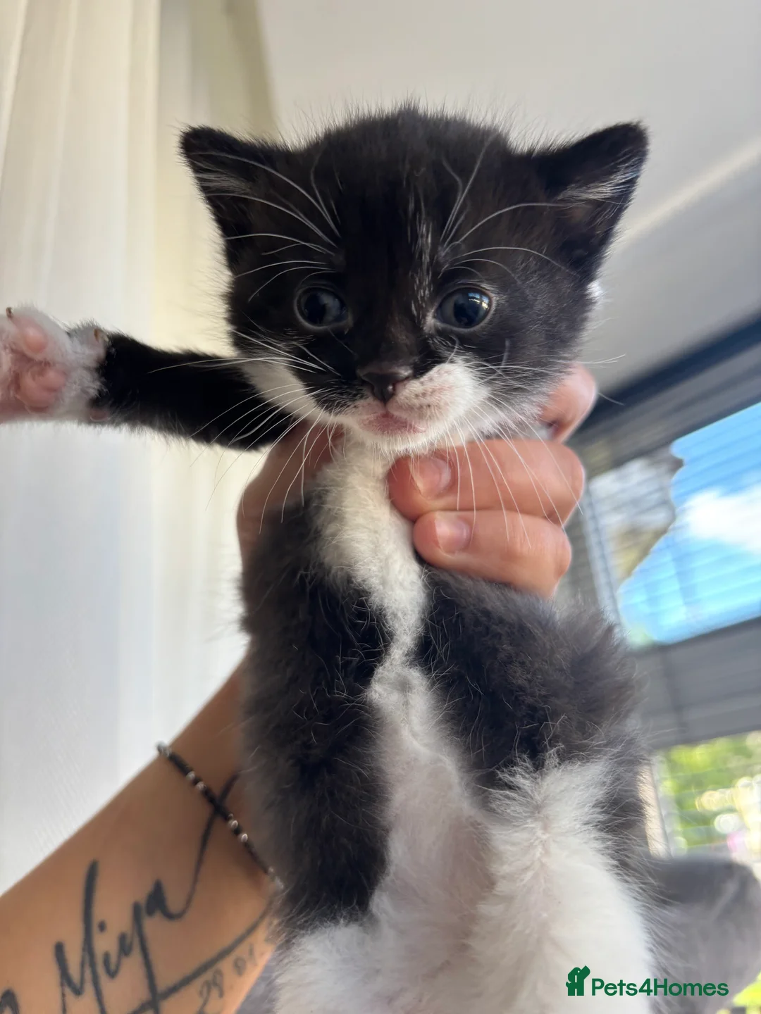 Mixed Breed cats for sale: 2 Little Kittens Looking for Their Forever Homes🐾 - Advert 2