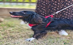 Cocker Spaniel dogs for adoption: 💖🐶 MIKA 🐶💖 - Image 8