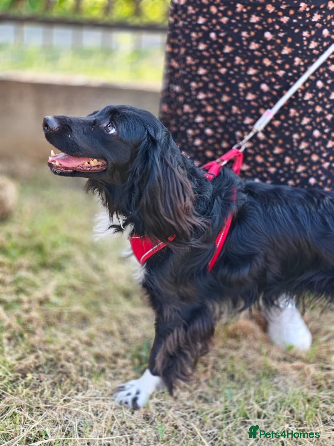 Cocker Spaniel dogs for adoption: 💖🐶 MIKA 🐶💖 - Image 8
