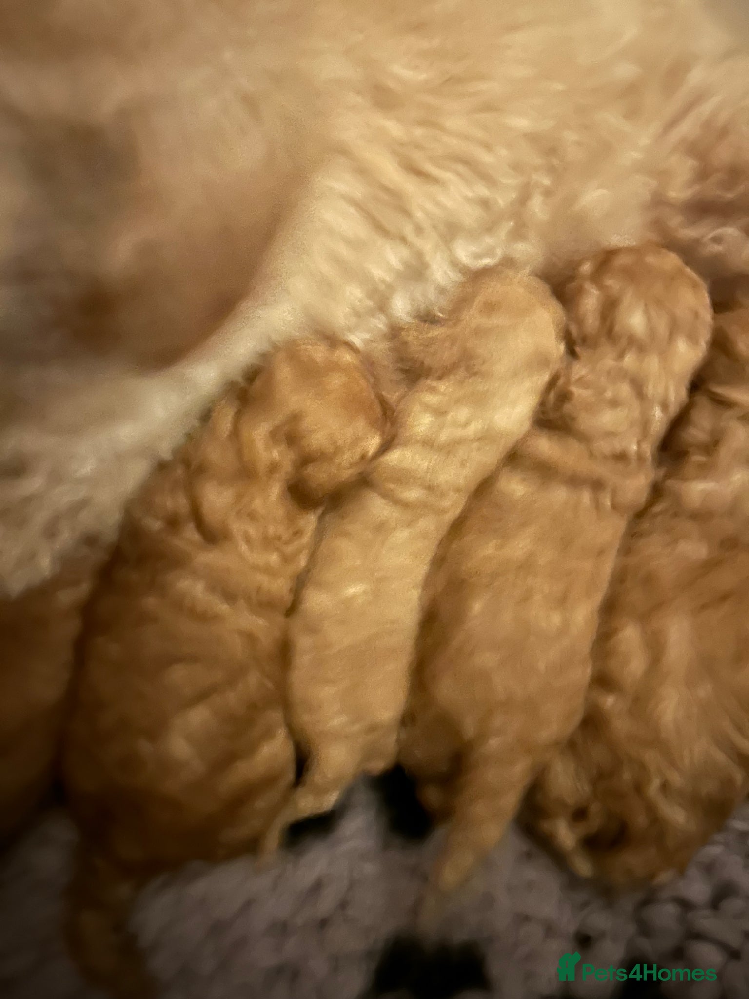 Toy Poodle dogs Stunning & outstanding KC reg toy poodles  - Advert 2