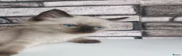 Ragdoll cats for sale: Pure ragdoll ready to leave 🐾 - Advert 11