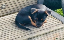 Jack Russell dogs for sale: Short haired, short legged jack Russells - Image 8