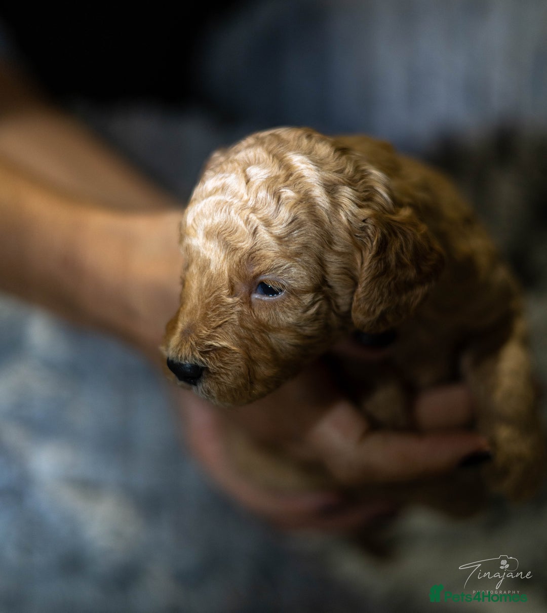 Goldendoodle dogs for sale: Mini Golden doodles - Advert 11