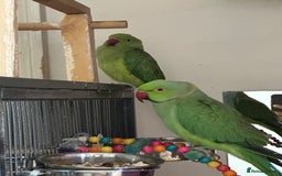 Ringnecks birds for sale: Ringnecks green and blue in Wembley - Image 2