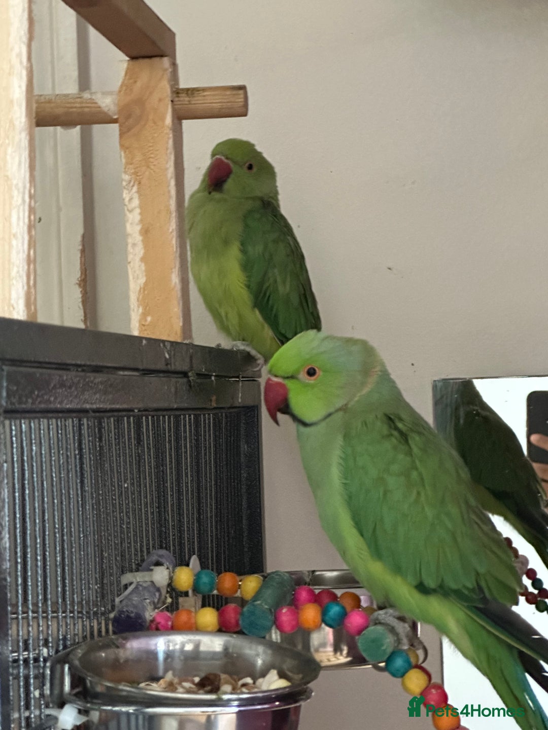 Ringnecks birds for sale: Ringnecks green and blue in Wembley - Image 2