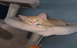 Ragdoll cats for sale: Ragdoll x tabby cat - Image 14