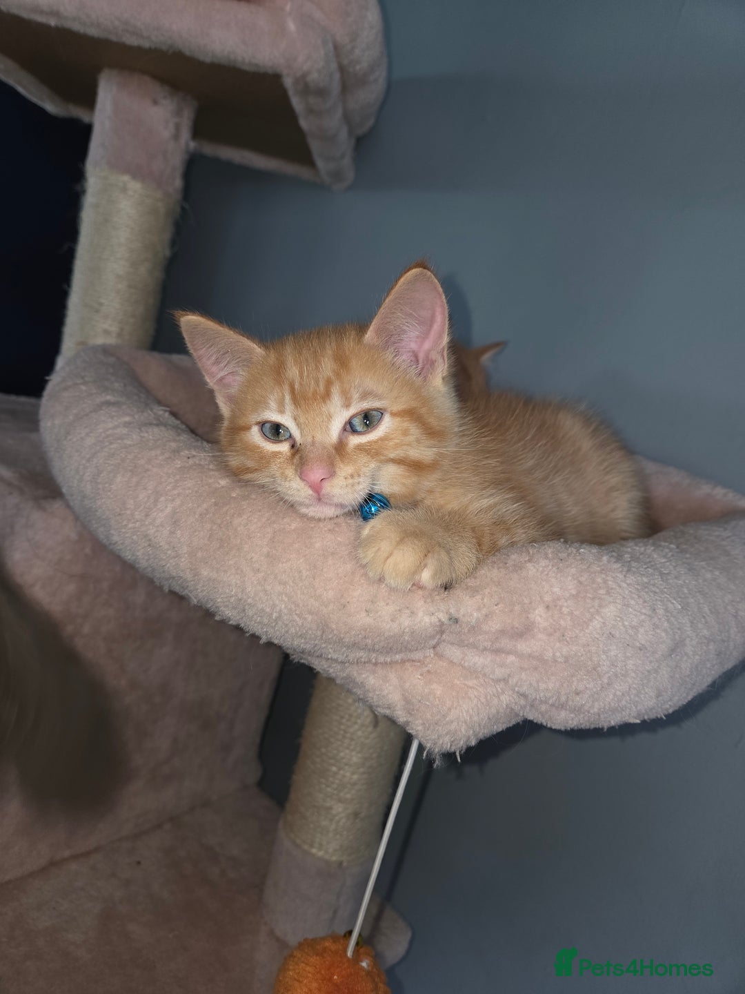 Ragdoll cats for sale: Ragdoll x tabby cat - Image 14