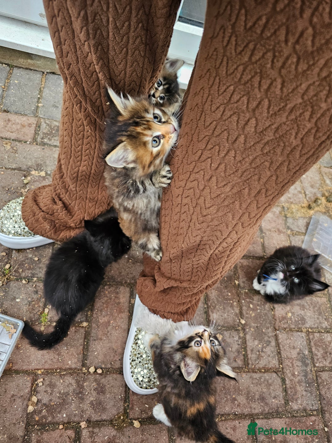 Maine Coon cats for sale: Maine Coon × Siberian  - Advert 15
