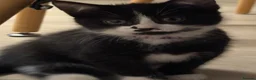 Domestic Shorthair cats for sale: 5 adorable kittens – 3 boys and 2 girls - Advert 10