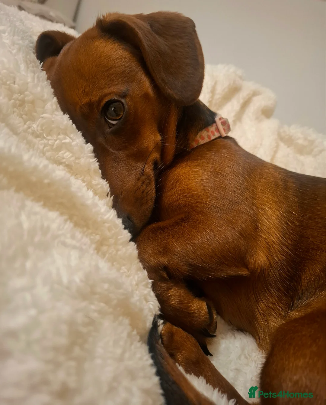Dachshund dogs for sale: 9 month dachshund girl - Advert 5