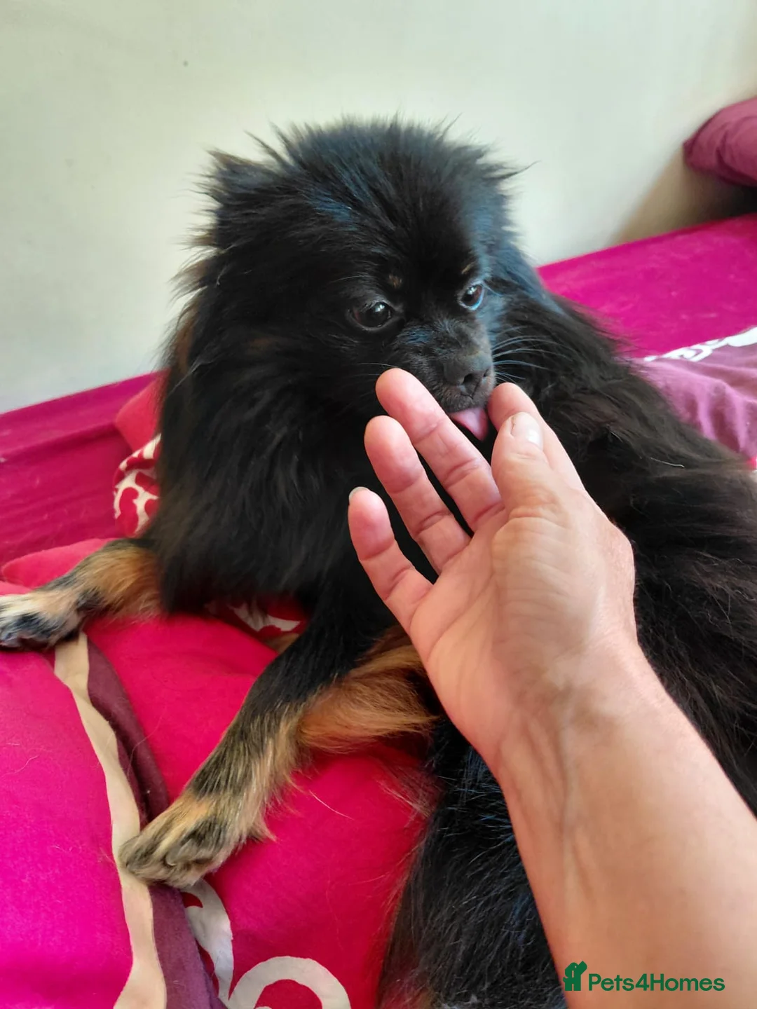 Pomeranian dogs for sale: Loving pomeranian for sale - Advert 2