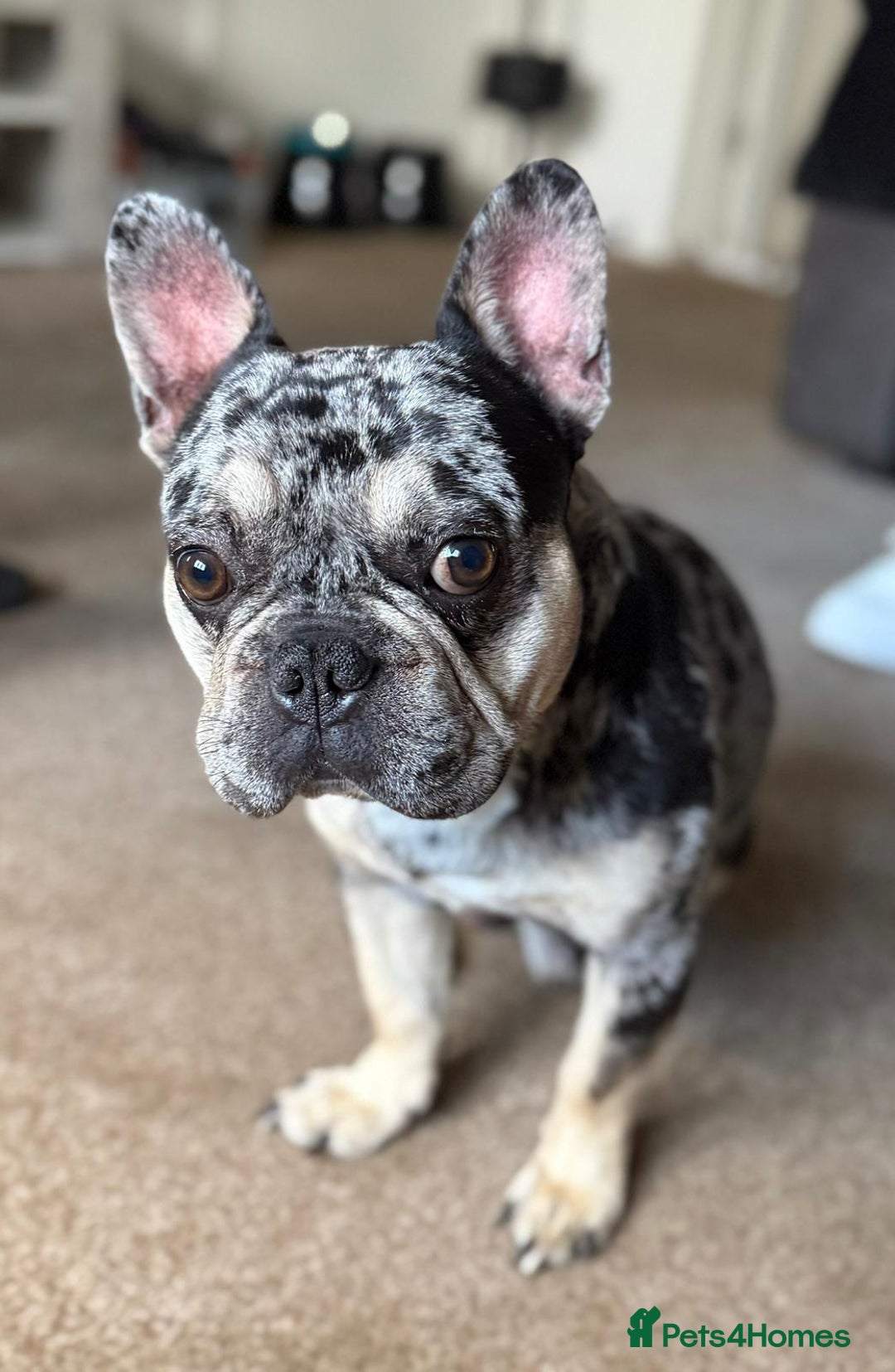 French Bulldog dogs for sale: Mum and son  - Advert 2