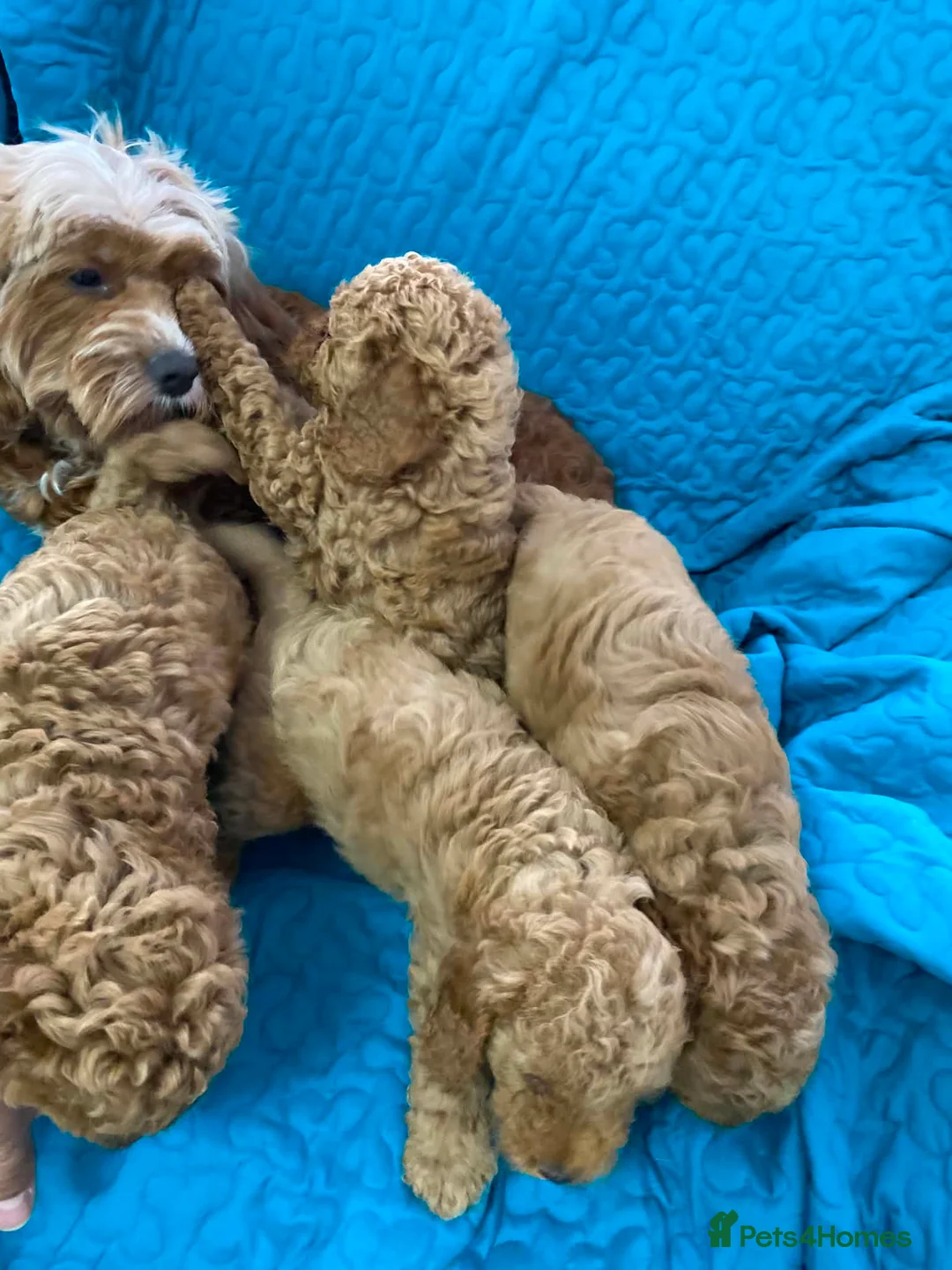 Cavapoo dogs for sale: F1B cavapoos in Sunderland - Advert 9