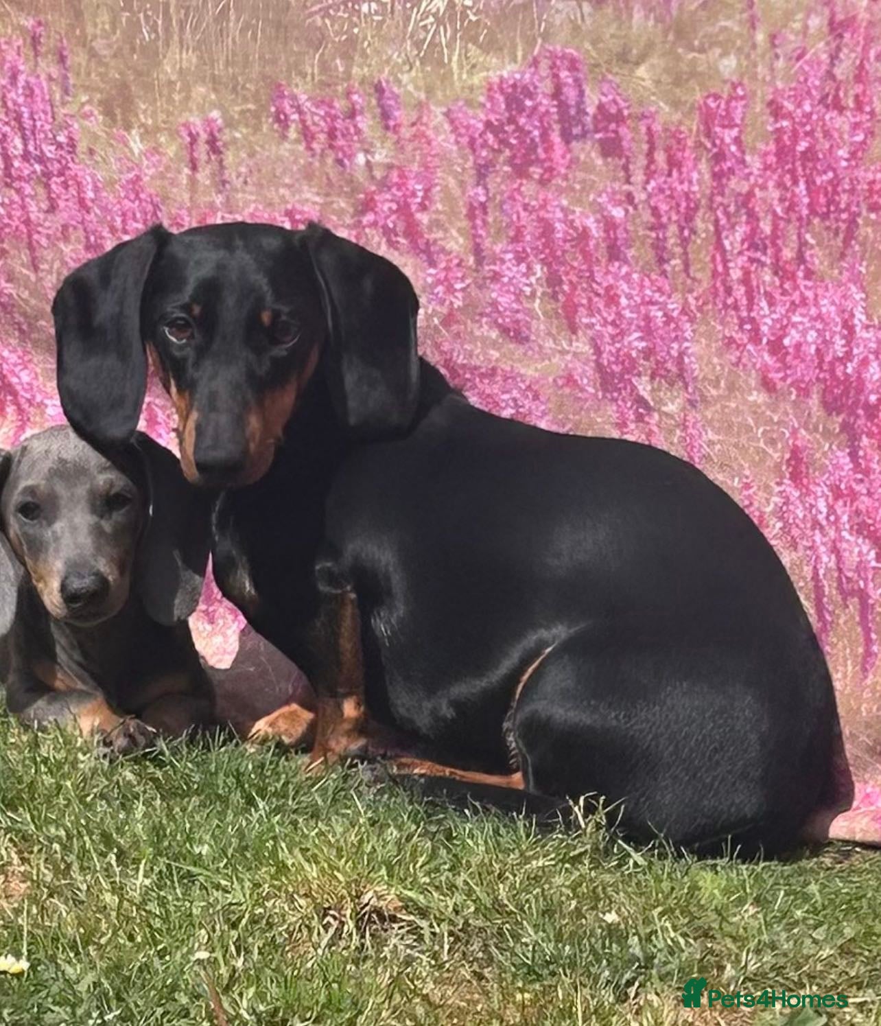 Dachshund dogs Minature Dachshund puppies 2 boys 1 girl  - Advert 10