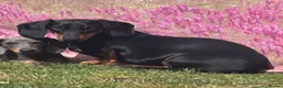 Dachshund dogs for sale: Minature Dachshund puppies 2 boys 1 girl  - Advert 6