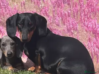 Dachshund dogs Minature Dachshund puppies 2 boys 1 girl - Advert 10
