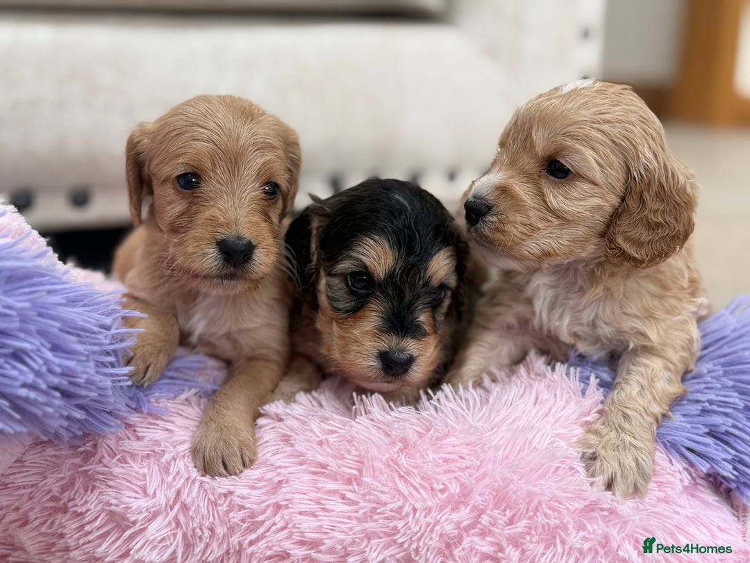 Labradoodle dogs for sale: Unique Stunning miniature doodles - Advert 22