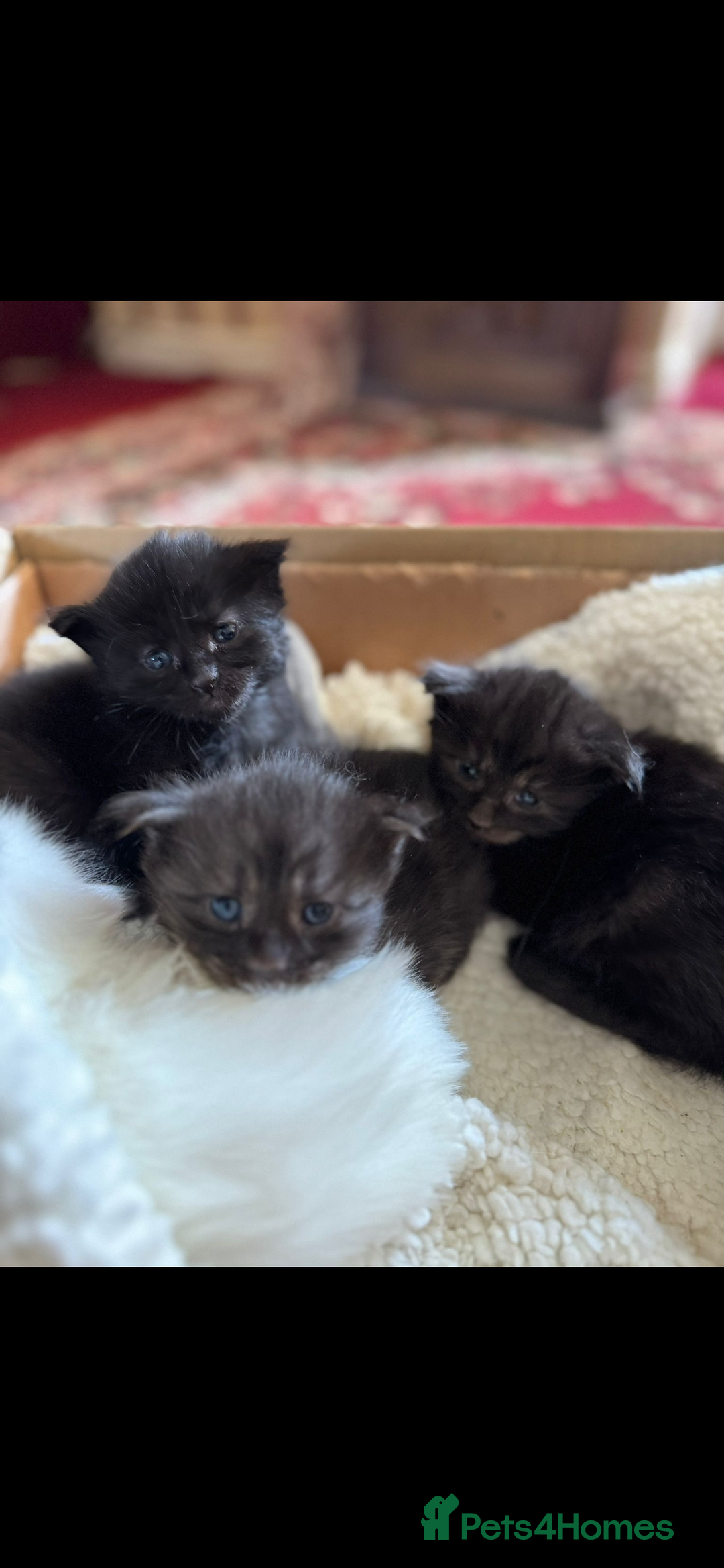 Maine Coon cats for sale: Maine coon kittens - Image 5