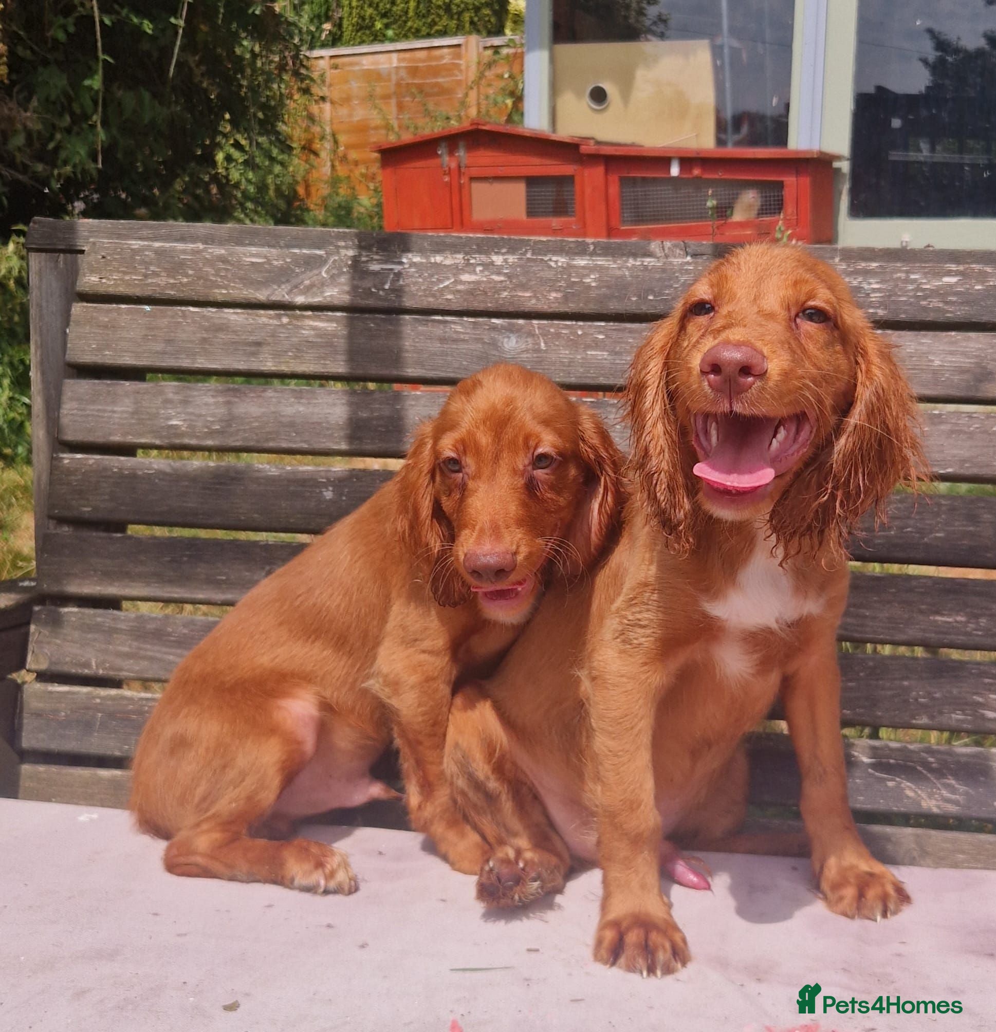 Cocker Spaniel dogs Cocker spaniel pups fully vaccinated males only - Advert 14
