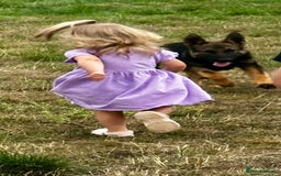 German Shepherd dogs for sale: Awesome Male Kennel Club Reg’d GSD Pup in Sturminster Newton - Image 27