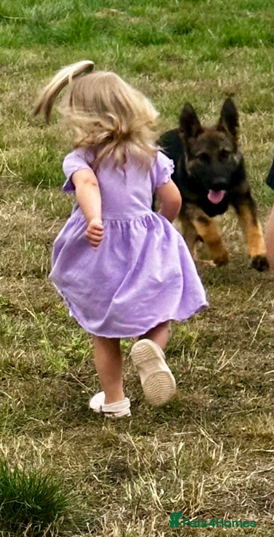 German Shepherd dogs for sale: Awesome Male Kennel Club Reg’d GSD Pup in Sturminster Newton - Image 27