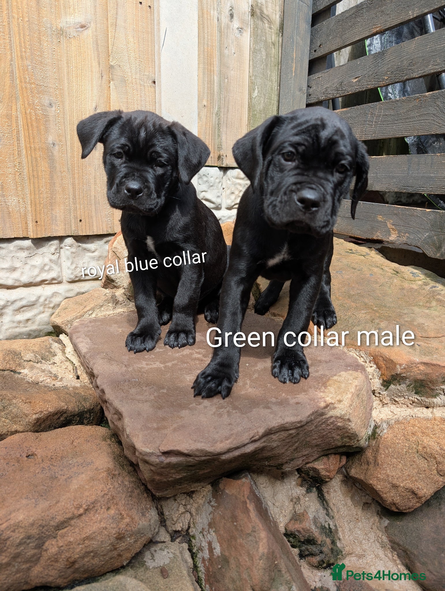 Cane Corso dogs Cane corso puppies  - Advert 1