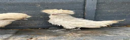 Chickens poultry for sale: Polish Pullets 16 weeks  - Advert 14