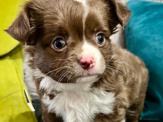 Chihuahua dogs KC Chihuahua Long Haired - Advert 5